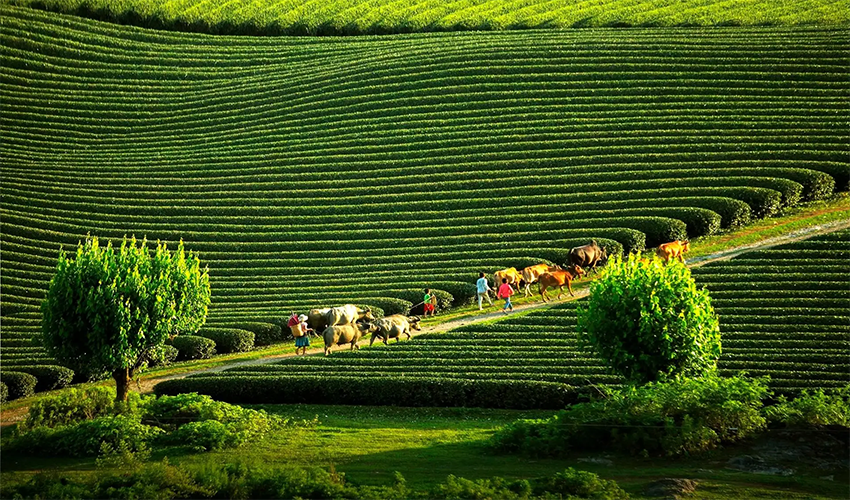 hanoi-to-moc-chau