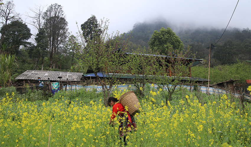 phong-tho-hanoi-to-sapa