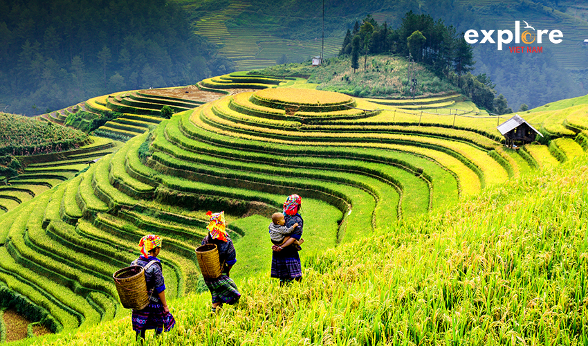 Rice-fields-sapa-hanoi-private-car